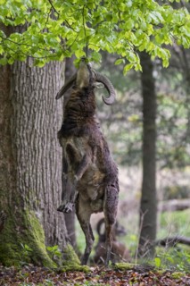 European mouflon