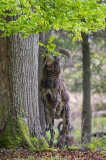 European mouflon