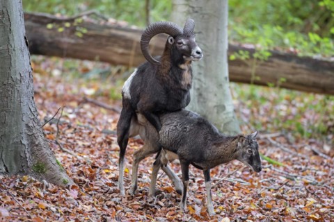 European mouflon