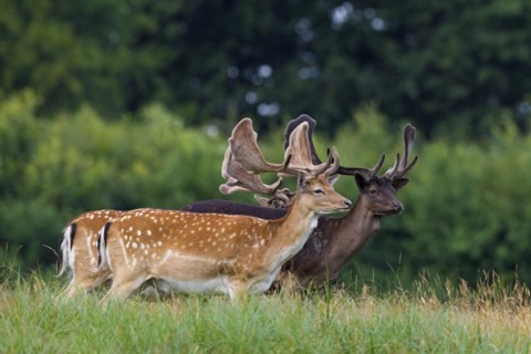Fallow deer