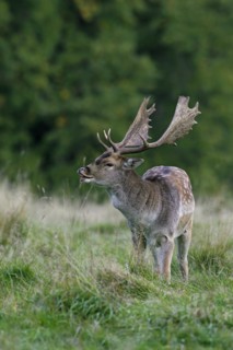 Fallow deer