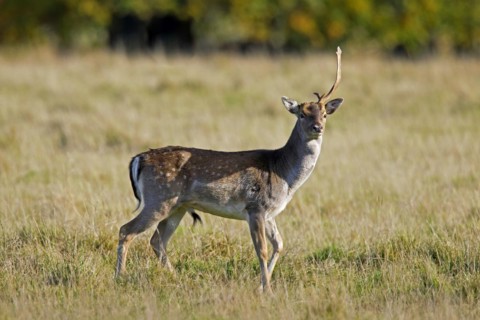 Fallow deer