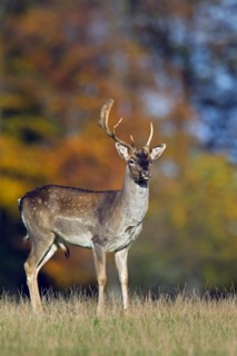 Fallow deer