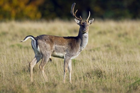 Fallow deer