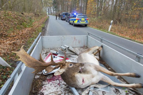 Roadkill fallow deer