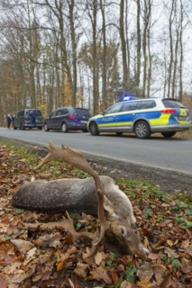 Roadkill fallow deer