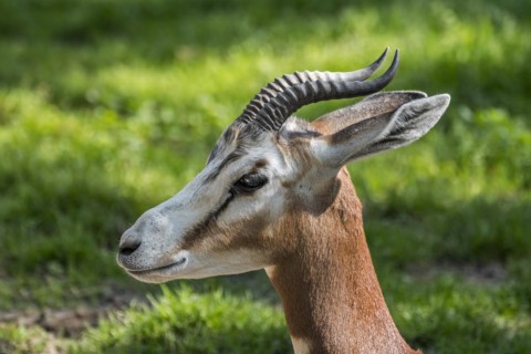 Mhorr gazelle