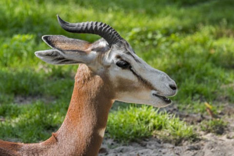 Mhorr gazelle