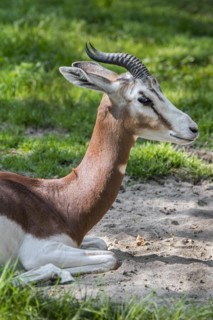 Mhorr gazelle