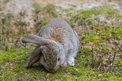 Meissner lop