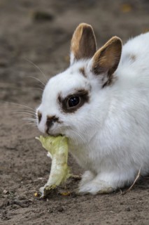 Close-up of white domestic dwarf rabbit