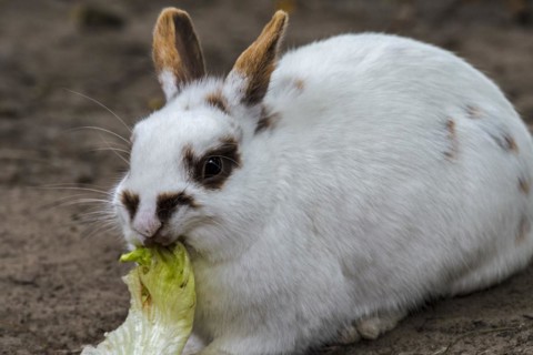 Close-up of white domestic dwarf rabbit