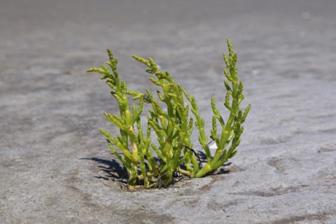 Common glasswort