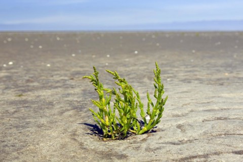 Common glasswort