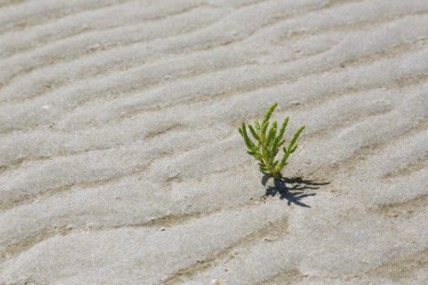 Common glasswort