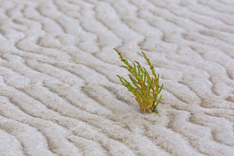 Common glasswort