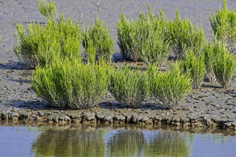 Common glasswort