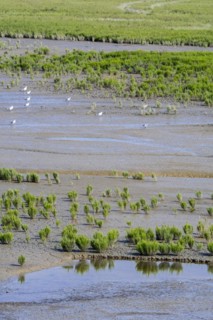 Common glasswort