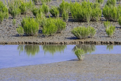 Common glasswort