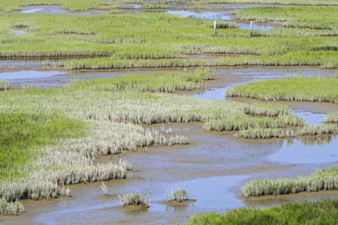 Common glasswort