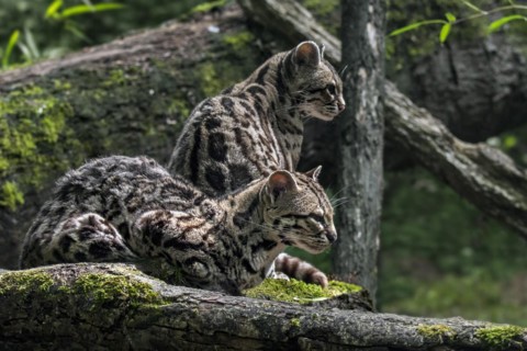 Margay
