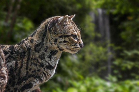 Margay