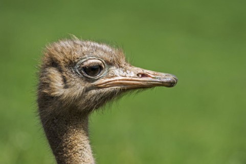 Common ostrich