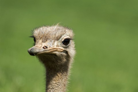 Common ostrich