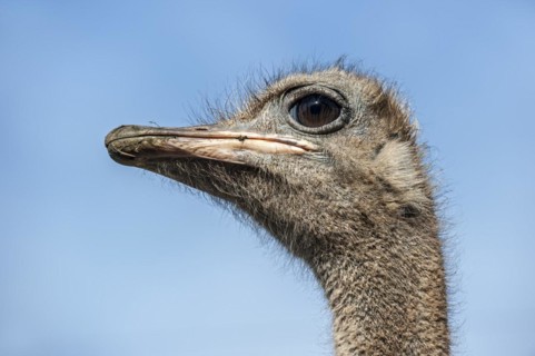 Common ostrich