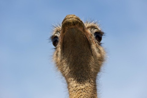 Common ostrich