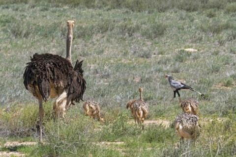 Common ostrich