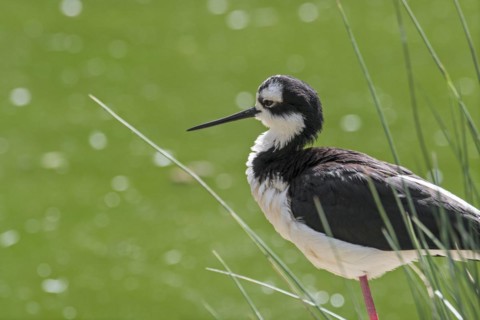Black-necked stilt