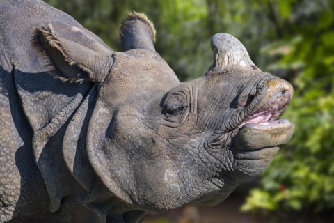 Indian rhinoceros