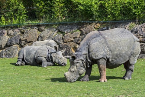 Indian rhinoceros