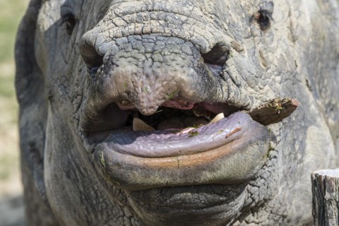 Indian rhinoceros