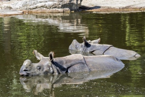 Indian rhinoceros
