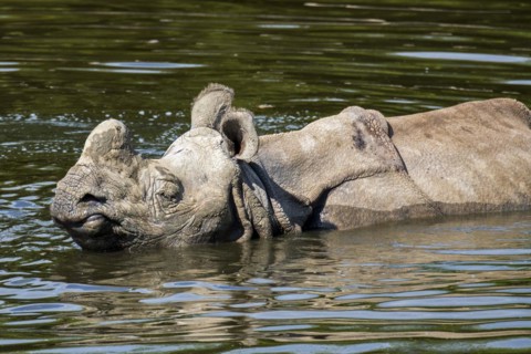 Indian rhinoceros