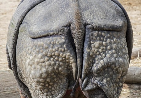 Indian rhinoceros