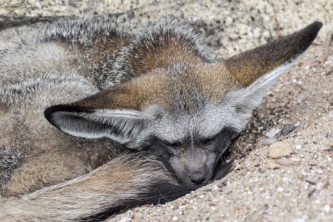 Bat-eared fox