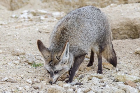Bat-eared fox