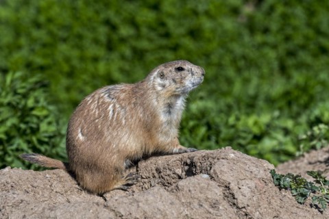 Black-tailed prairie dog