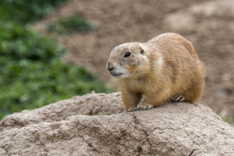 Black-tailed prairie dog