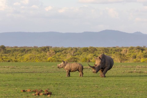 White rhino