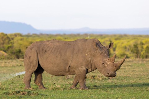 White rhinoceros