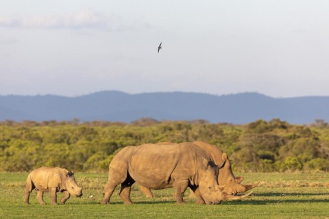 White rhino