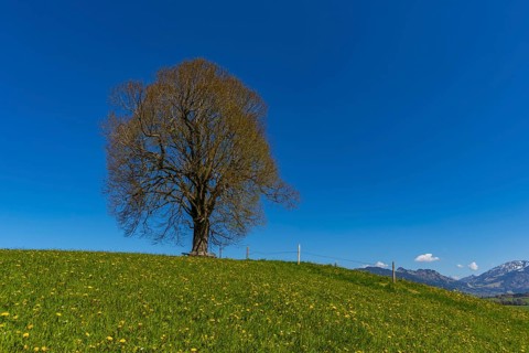 Peace lime tree