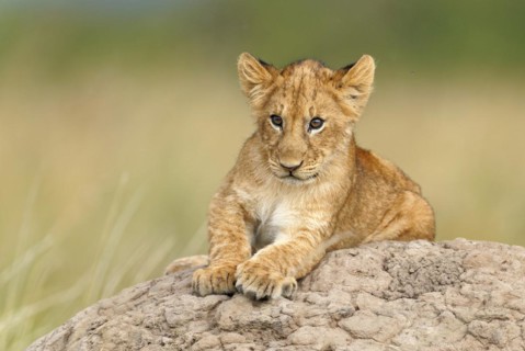 Young lion