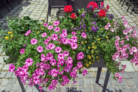 Flower box with petunias