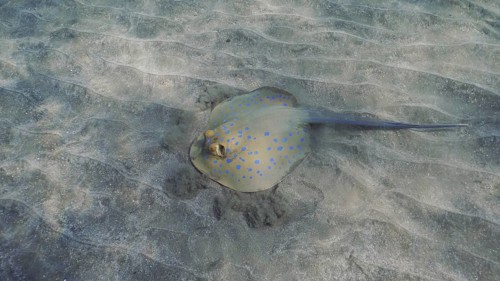 Stingray searches for food at the bottom on sunny day. Blue spotted Stingray or Bluespotted Ribbontail Ray
