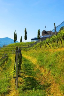 Castle and Vineyard in a Sunny Summer Day in Morcote